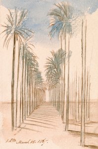 Viale di alberi da Edward Lear